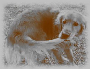 canechesimordelacoda